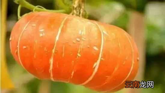南瓜的饮食禁忌 南瓜千万不能和它同吃