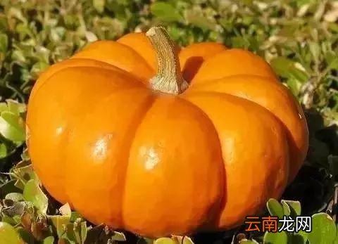 南瓜的饮食禁忌 南瓜千万不能和它同吃