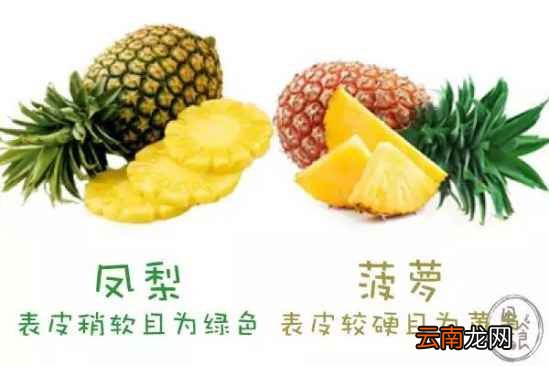 怎么区分菠萝和凤梨 只需四招完美区分