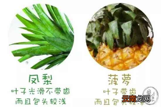 怎么区分菠萝和凤梨 只需四招完美区分