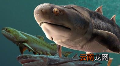 人类是从鱼进化来的还是猴子 我国科学家证实人类是从鱼进化来的真的假的