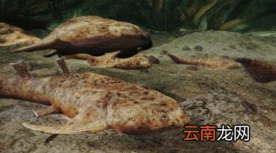 人类是从鱼进化来的还是猴子 我国科学家证实人类是从鱼进化来的真的假的