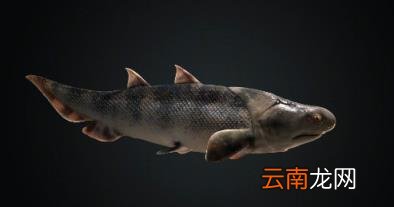 人类是从鱼进化来的还是猴子 我国科学家证实人类是从鱼进化来的真的假的