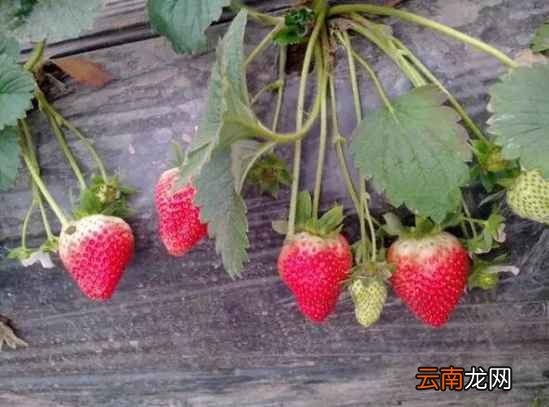 什么样的草莓别买 这五种你得记牢