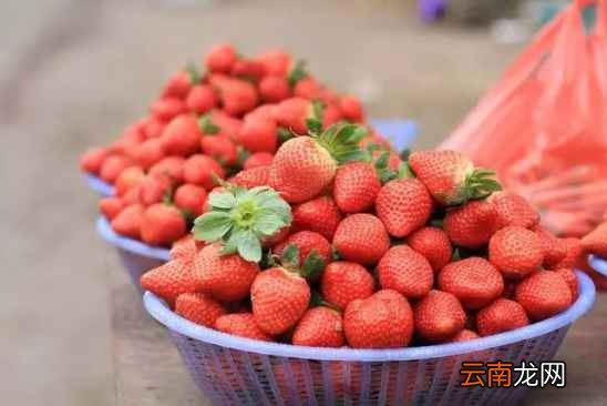 什么样的草莓别买 这五种你得记牢