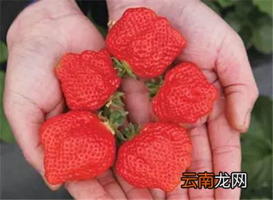 什么样的草莓别买 这五种你得记牢