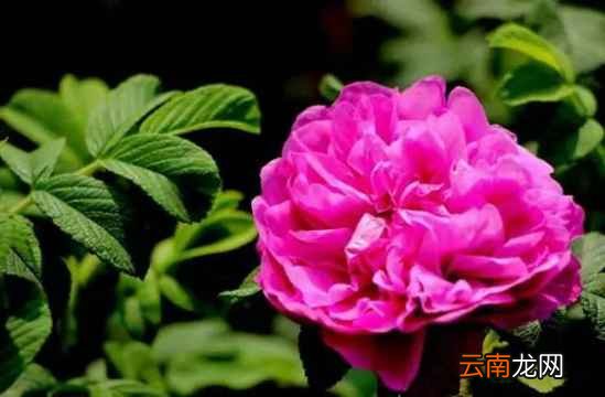 男人喝玫瑰花茶有什么好处 男女老少皆宜