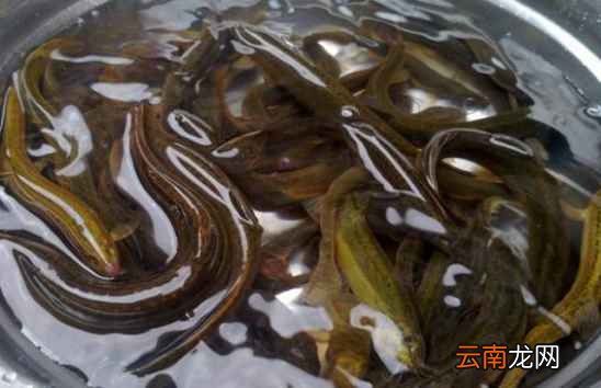 肉类菜怎么清洗干净 用点这个脏东西就跑出来了