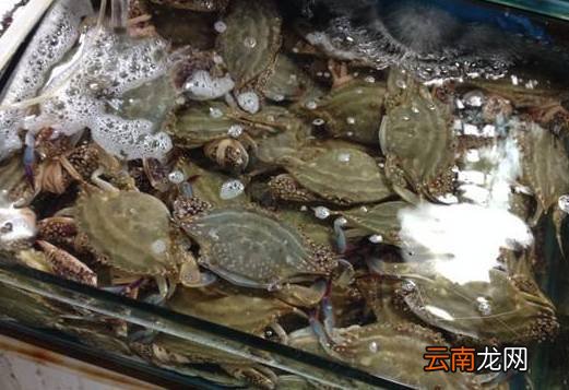 肉类菜怎么清洗干净 用点这个脏东西就跑出来了