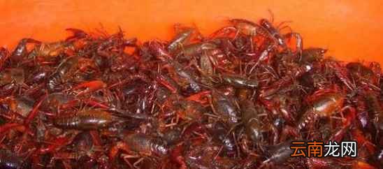 肉类菜怎么清洗干净 用点这个脏东西就跑出来了