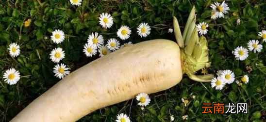 白萝卜药用价值 常吃白萝卜身体棒