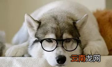 狗狗缺钙的症状 这四招教你给狗狗补钙