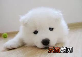 狗狗缺钙的症状 这四招教你给狗狗补钙