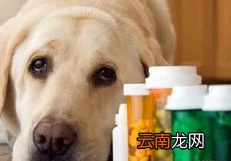 狗狗缺钙的症状 这四招教你给狗狗补钙