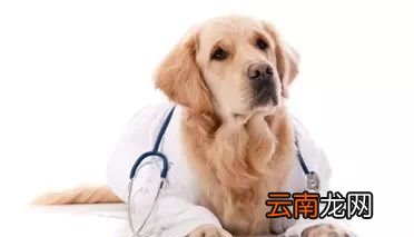 狗狗缺钙的症状 这四招教你给狗狗补钙