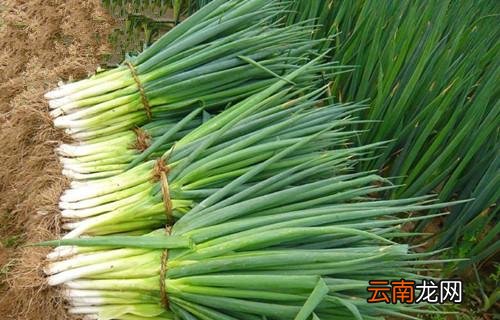 男人吃什么蔬菜壮阳 7大补肾壮阳蔬菜推荐