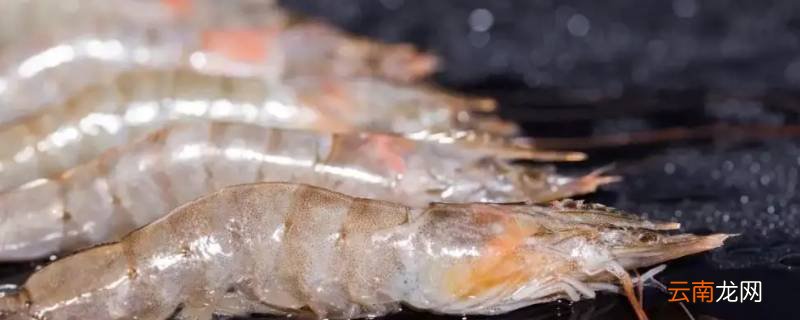 南美白虾是淡水虾还是海水虾