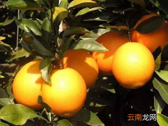 常吃橙子的好处 橙子竟有这么多神奇功效
