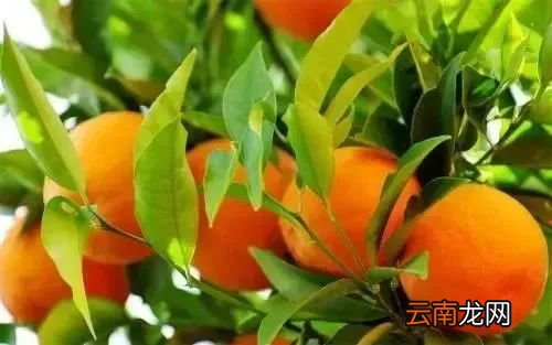 常吃橙子的好处 橙子竟有这么多神奇功效