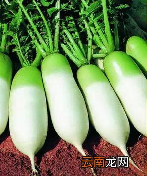 提高免疫力的食物 药补不如这些食补效果好