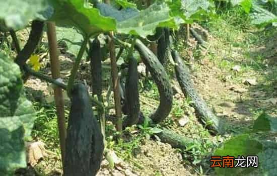 黄瓜直的好还是弯的好 看完让你不再纠结
