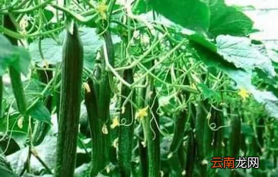 黄瓜直的好还是弯的好 看完让你不再纠结