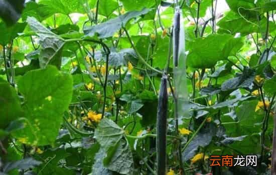 黄瓜直的好还是弯的好 看完让你不再纠结