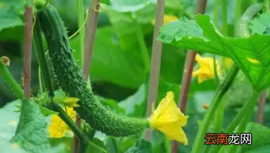吃黄瓜的好处 夏季吃黄瓜有什么好处