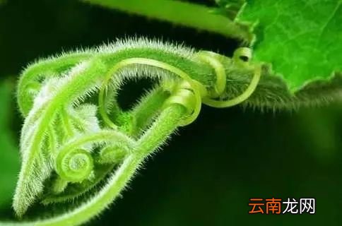 吃黄瓜的好处 夏季吃黄瓜有什么好处