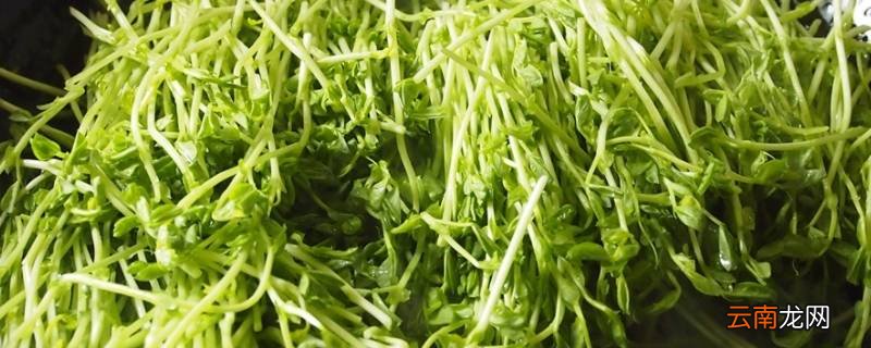 上汤豆苗是什么豆的苗