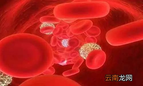 补气补血的食物 补血吃什么食物好