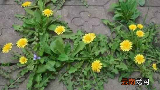 吃野菜的功效 野菜的吃法及药效介绍