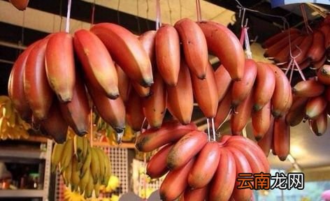 新加坡的奇葩水果 这16种你吃过几个