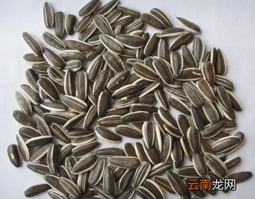 生葵花籽功效及食用 吃生葵花籽有什么好处