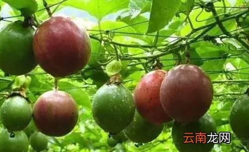 百香果功效及吃法 吃百香果的功效太多了
