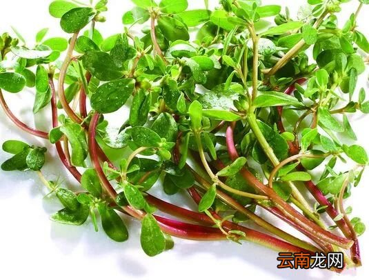 豆芽蔬菜的功效吃豆芽的好处介绍