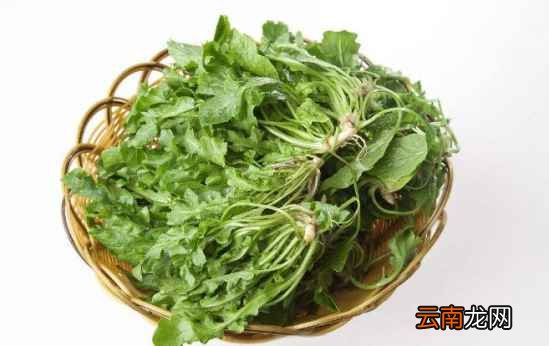 豆芽蔬菜的功效吃豆芽的好处介绍