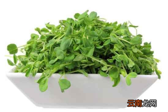 豆芽蔬菜的功效吃豆芽的好处介绍