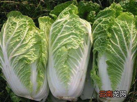 吃白菜的好处及禁忌 白菜切勿与这些同食