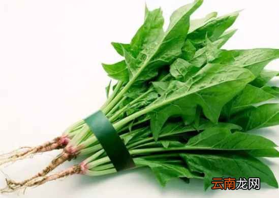 吃菠菜的功效与禁忌 菠菜切勿与这些同食
