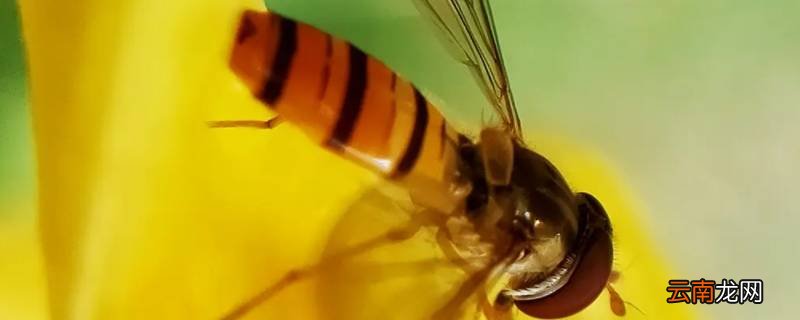怎样防止蜜蜂拉屎在衣服上