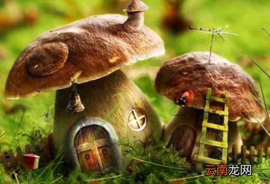 蘑菇做法大全家常 多款美味蘑菇家常做法