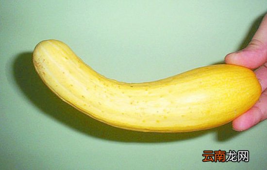 黄瓜为什么不叫绿瓜 绿色黄瓜和黄色黄瓜吃法不同