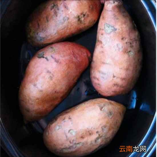 红薯功效及禁忌 红薯切勿与这些同食
