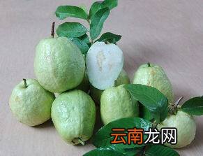 番石榴营养价值及功效 吃番石榴有什么好处