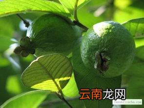 番石榴营养价值及功效 吃番石榴有什么好处
