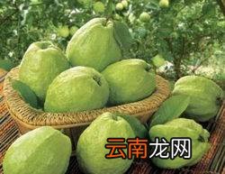 番石榴营养价值及功效 吃番石榴有什么好处