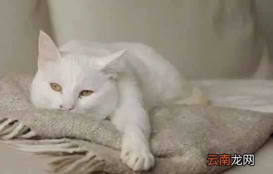 过敏性鼻炎怎么预防 过敏性鼻炎的预防措施