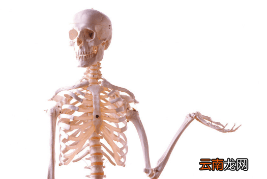 正常人体有多少块骨头