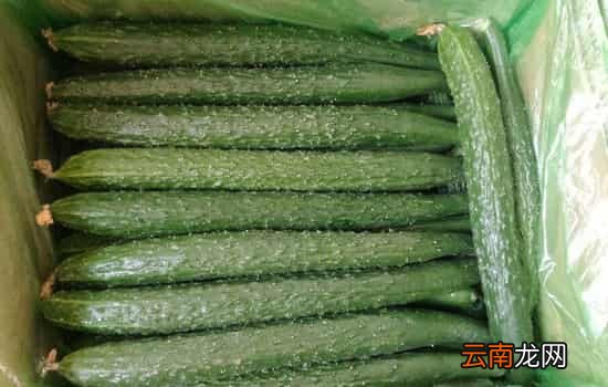 黄瓜为什么长刺 黄瓜细刺扎手怎么处理